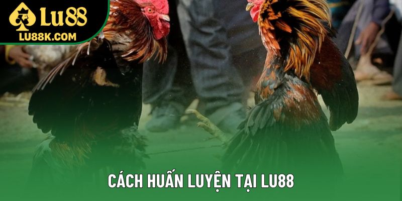 Cách huấn luyện tại Lu88