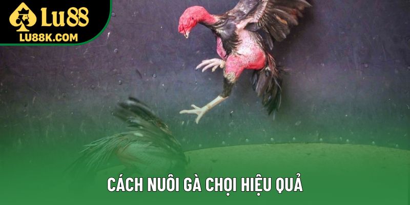 Cách Nuôi Gà Chọi Hiệu Quả Cho Người Mới Bắt Đầu 2025