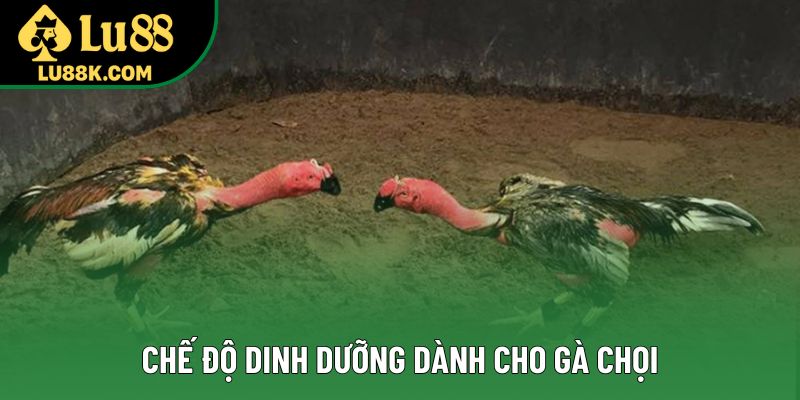 Chế độ dinh dưỡng dành cho gà chọi Chế độ dinh dưỡng dành cho gà chọi