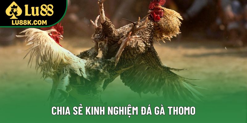 Chia sẻ kinh nghiệm đá gà Thomo