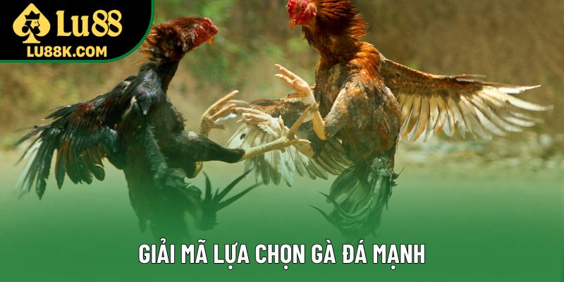 Giải mã lựa chọn gà đá mạnh