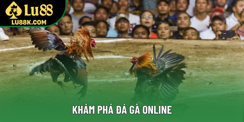 Khám phá đá gà online